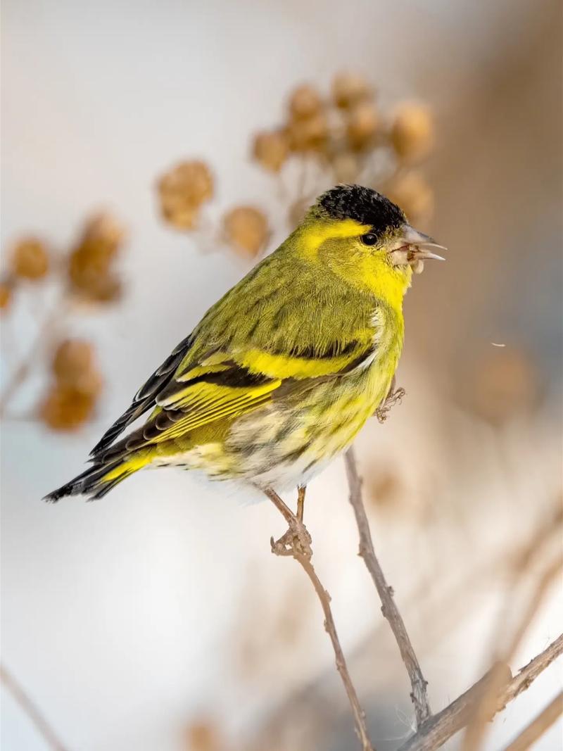 黄雀最爱吃的蔬菜,黄雀主要吃什么食物