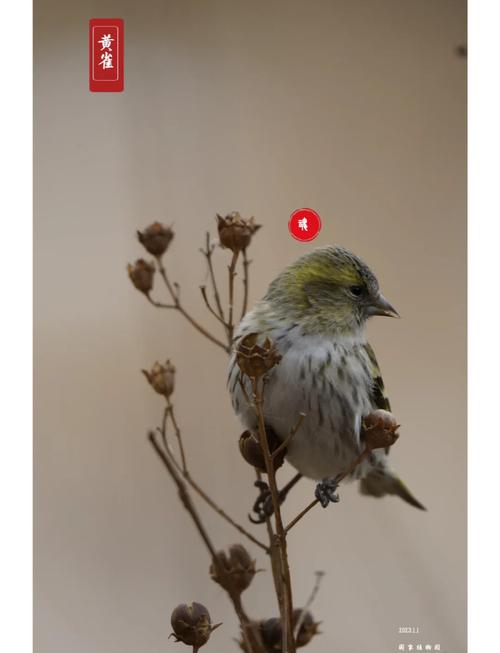 黄雀怎么不会花叫,黄雀不叫唤了怎么治