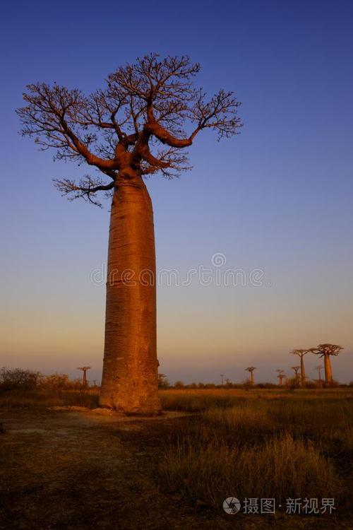 面包树是凶树还是吉树,为什么中国禁止种猴面包树