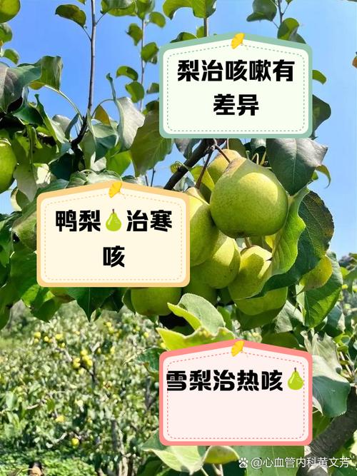 咳嗽喝蜜雪冰城哪一款比较好,咳嗽吃冰糖雪梨好还是蜂蜜雪梨好