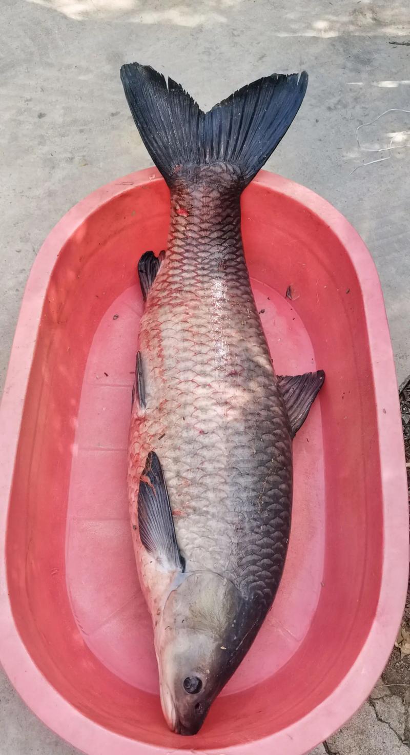 钓青鱼小视频,钓青鱼小视频大全