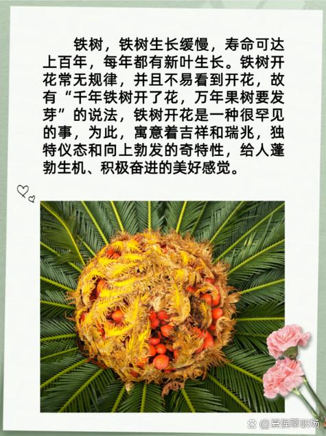 开金花是什么生肖,铁数发芽开金花是什么生肖