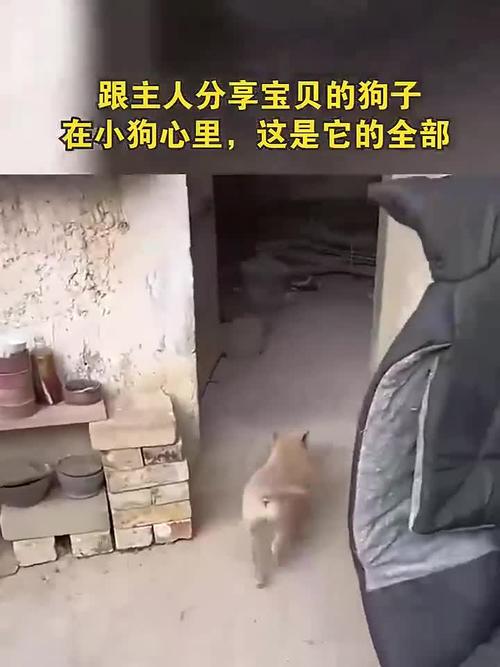 宝贝狗比销毁机制,宝贝狗有万倍潜力吗