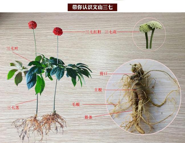 三七最佳是什么生肖,三七为谁猜生肖或,数