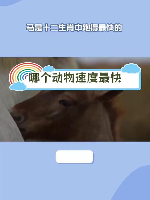 跑的最快的动物,跑的最快的动物指什么生肖