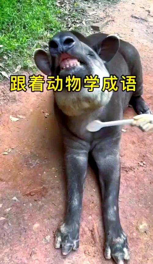 答案是什么动物,大摇大摆打一生肖最佳答案是什么动物