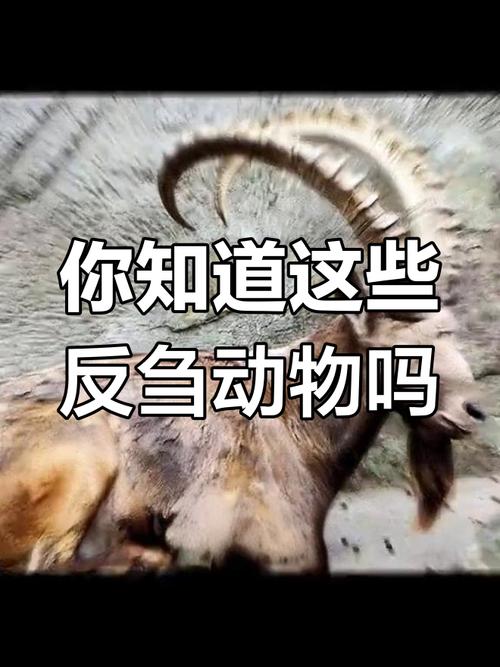 愧打一动物,愧代表什么动物
