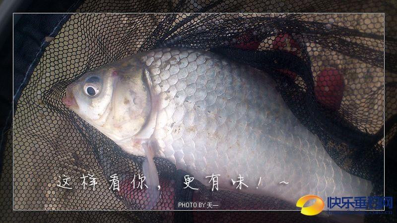 前车之鉴打一动物准确答案的简单介绍