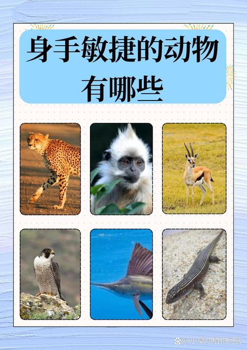 和好如初打一最准确动物的简单介绍