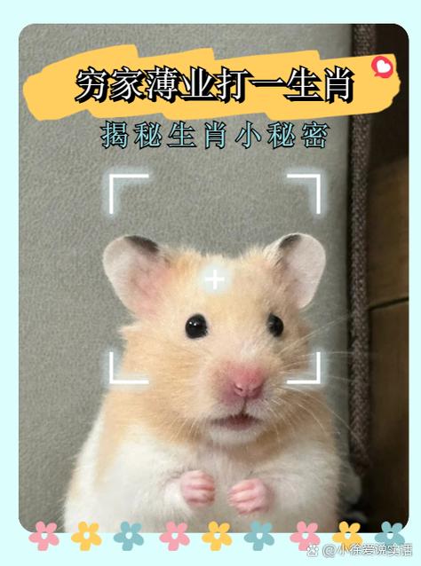 1打一生肖,1打一生肖是什么