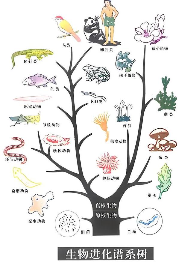 动物大家族思维导图,动物的演化过程思维导图