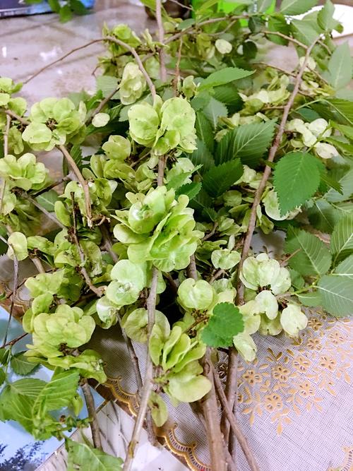 榆荚打一生肖,榆荚是什么样子
