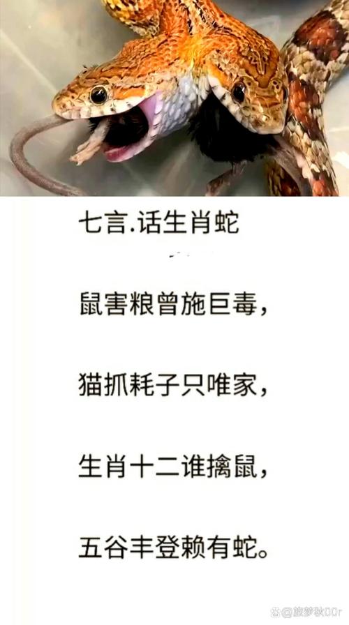 三打一生肖动物,蛇行八步草分三打一生肖动物