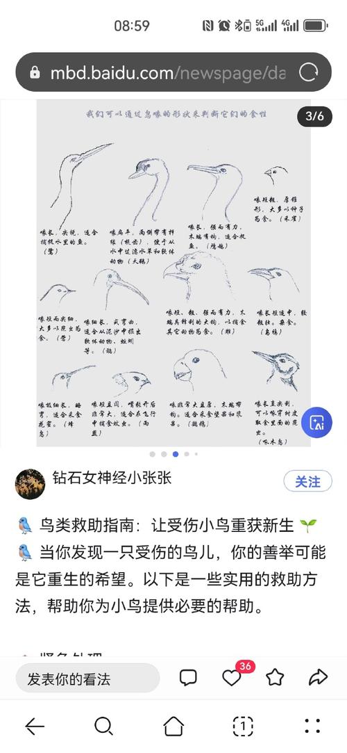 鹗心鹂舌准确打一动物的简单介绍