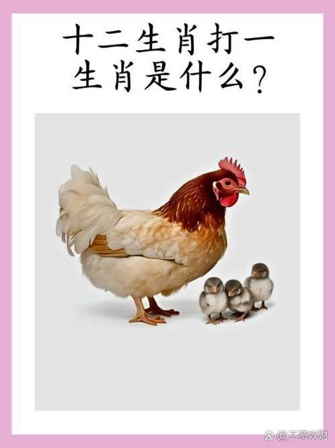 事务打一生肖,事物指什么生肖