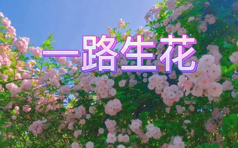 嵯峨打一准确数字,快手现在很火的歌曲名