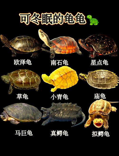 乌龟在十二生肖指哪个,乌龟在十二生肖代表什么