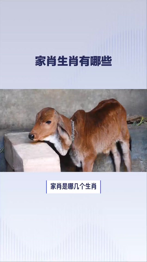 包含男肖是哪几个生肖正确答案的词条