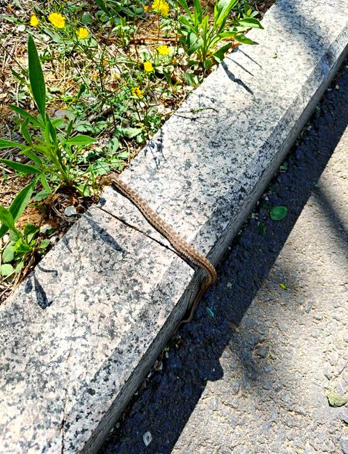 花团锦簇打一正确生肖蛇,花团锦簇是什么意思求解释