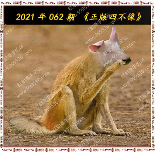 今晚是出了什么生肖的动物,今晚是出了什么生肖的动物呢