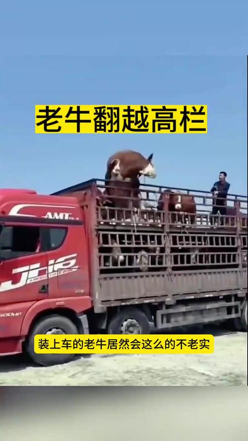 关于老牛拖车世上只有妈妈好打一动物的信息