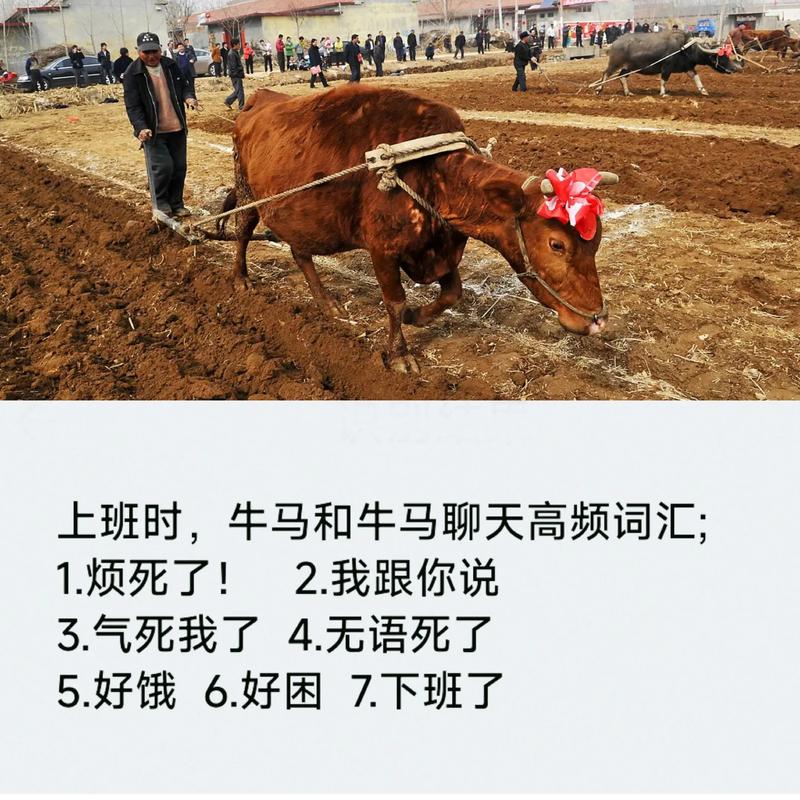 吹牛拍马啥意思,吹牛拍马啥意思呀,重点诠释解释落实