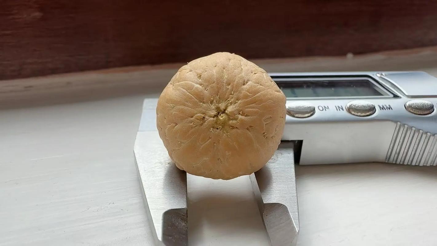 板板正正最佳答案一肖,东北话板板正正是什么意思,重点诠释解释落实