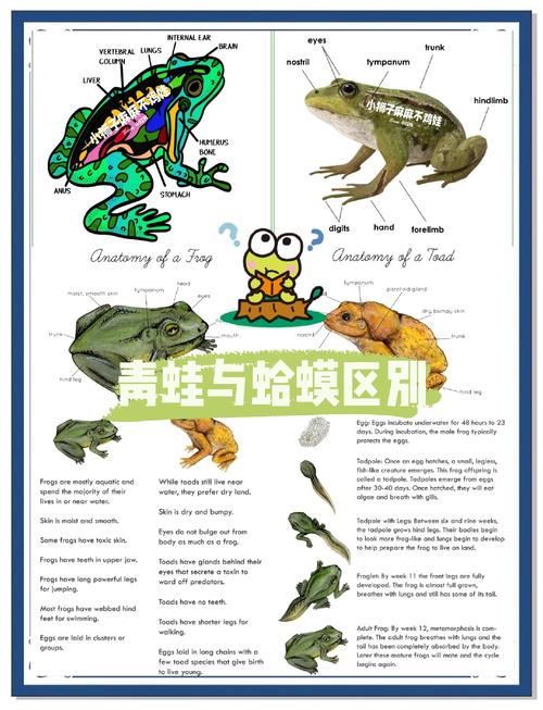 打一动物?蛙,蛙类是什么动物,重点诠释解释落实