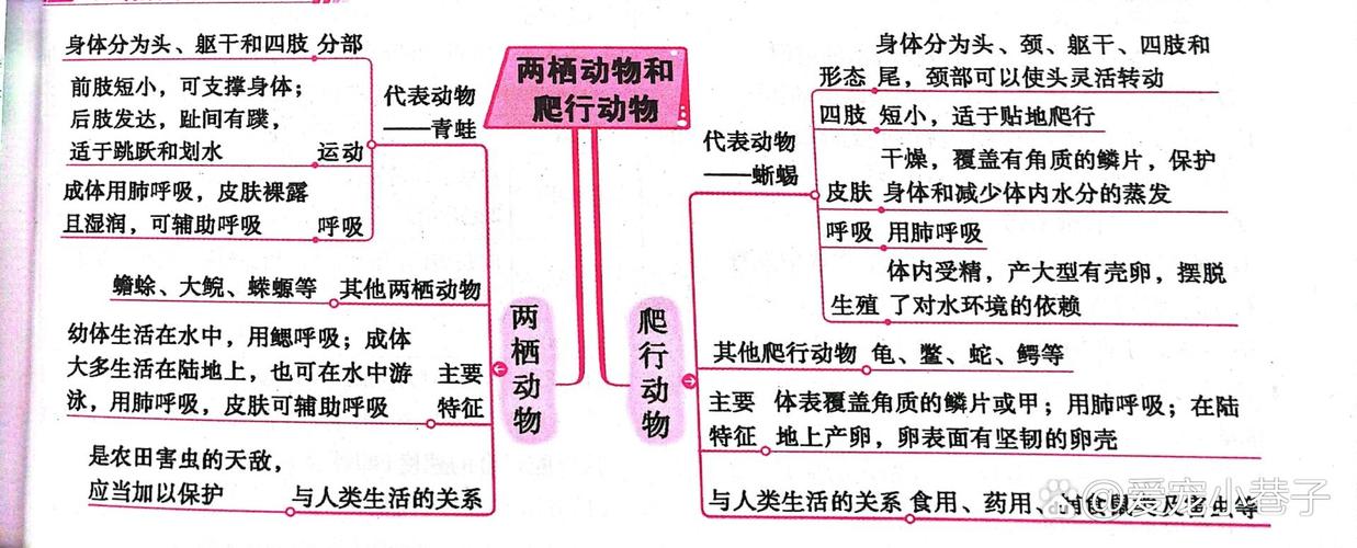 动物学思维导图,动物学思维导图简单,重点诠释解释落实
