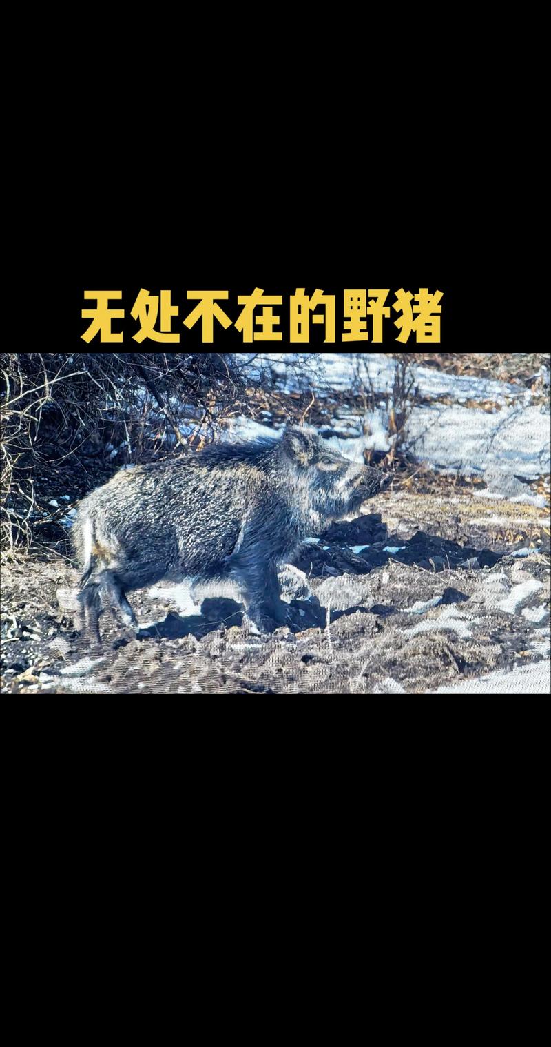 野猪代表什么生肖,野猪代表什么生肖呢,重点诠释解释落实